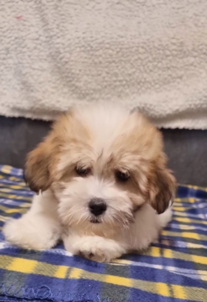 Des Sentiers du Perche - Chiots disponibles - Coton de Tulear