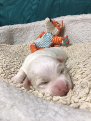 B... des Sentiers du Perche