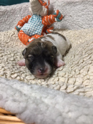 B... des Sentiers du Perche