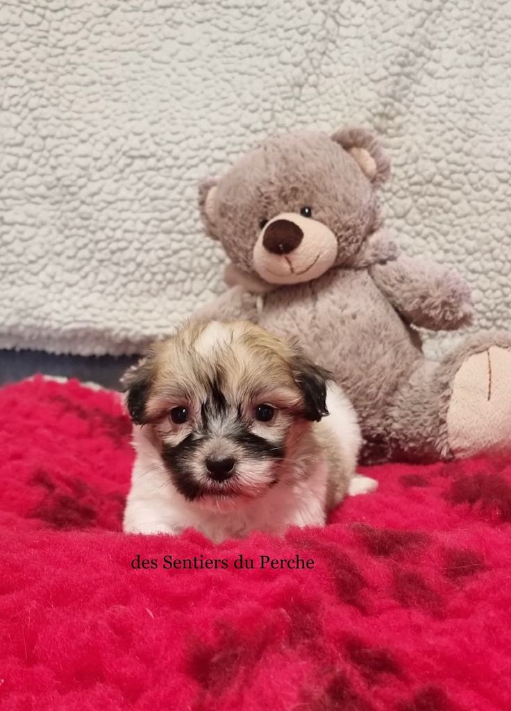 Chiot Coton de Tulear Des Sentiers du Perche