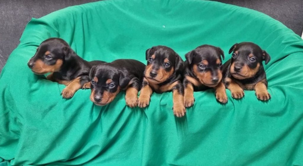 Des Sentiers du Perche - Chiots disponibles - Pinscher nain