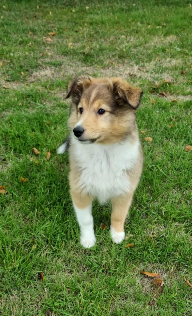 Des Sentiers du Perche - Chiots disponibles - Shetland Sheepdog