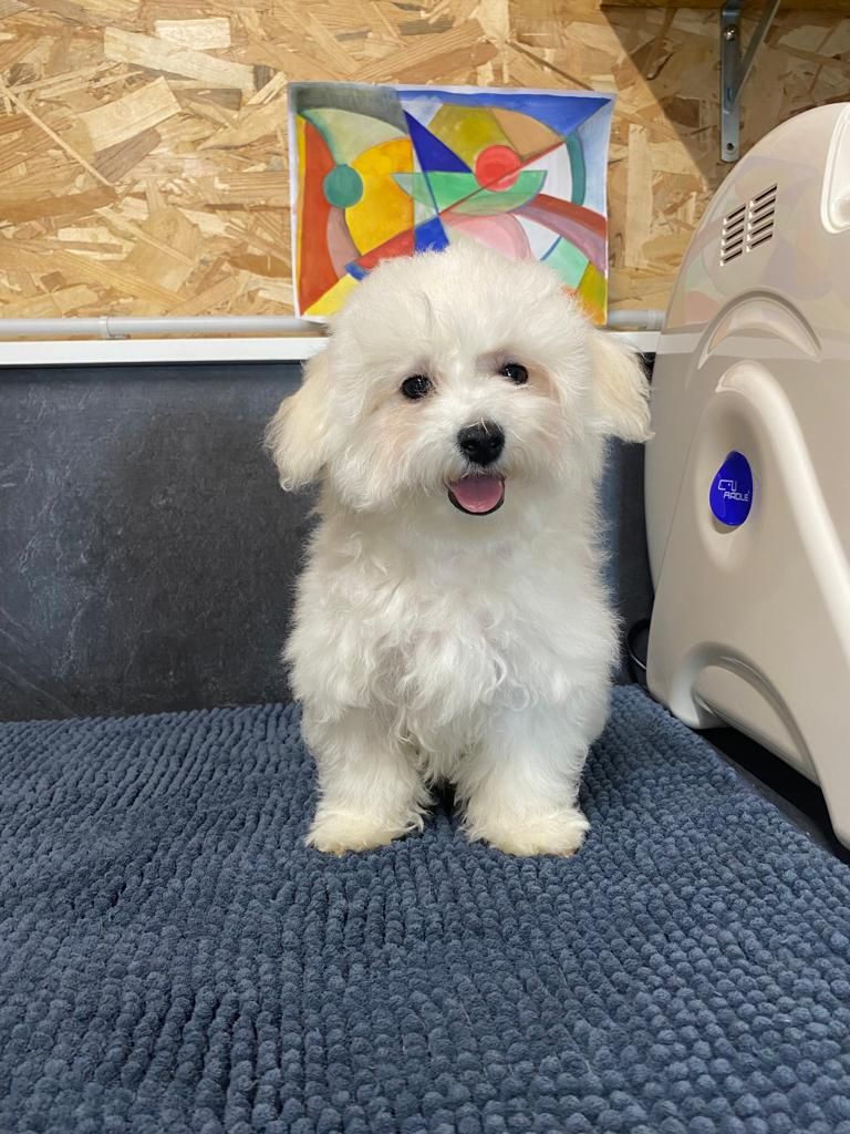 Chiot Bichon Frise Des Sentiers du Perche
