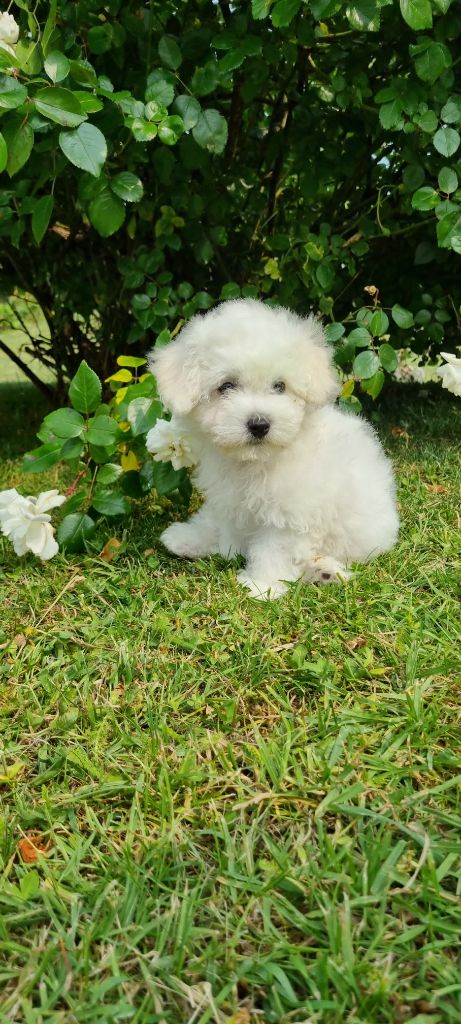 Des Sentiers du Perche - Chiots disponibles - Bichon Frise