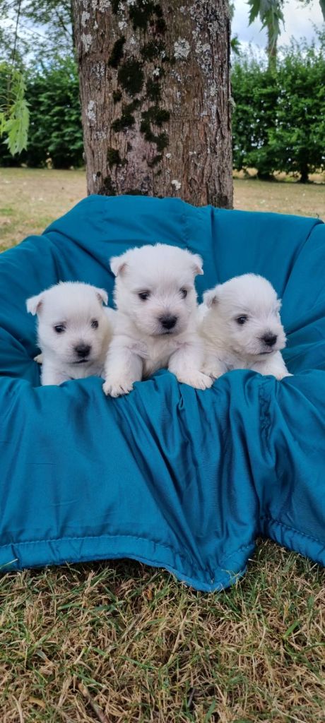 Des Sentiers du Perche - Chiots disponibles - West Highland White Terrier