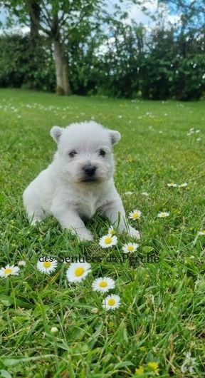 Des Sentiers du Perche - Chiots disponibles - West Highland White Terrier