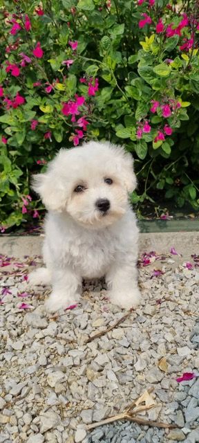 Des Sentiers du Perche - Chiots disponibles - Bichon Frise